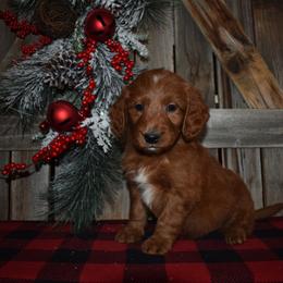 Lenny - Red  male Goldendoodle puppy in Macedon, New York from Toodles Goldendoodles