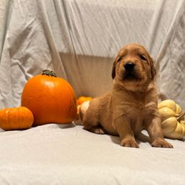 Big Max - Golden male Golden Retriever puppy in Escondido, California from Sandy Acres Golden Retrievers