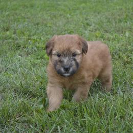 Oak - Wheaten male Soft Coated Wheaten Terrier puppy in Kirksville, Missouri from Ironwood Ridge Kennels
