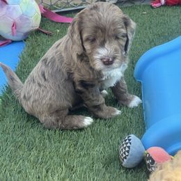 Beau - Merle Goldendoodle puppy in Charlotte, North Carolina from Hopeful Heart Doodles