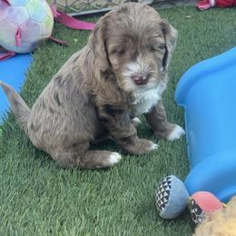 Beau - Merle Goldendoodle puppy in Charlotte, North Carolina from Hopeful Heart Doodles