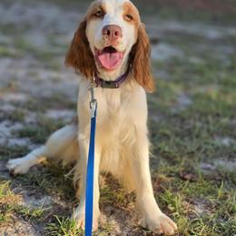 Vanna - Lemon and white female English Springer Spaniel puppy in Eastman, Georgia from Mossy Creek Springers