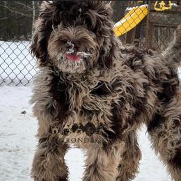 Merle - Goldendoodle