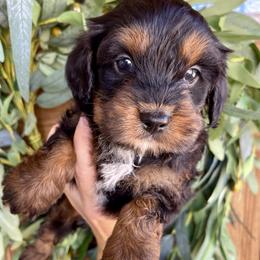 Sparkler - Tri-color female Bernedoodle puppy in Superior, Arizona from Mountain Bridge Doodles