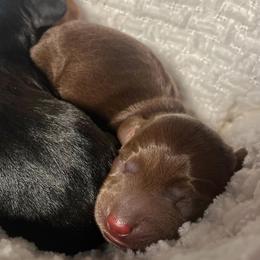 Boy 2 - Chocolate male Dachshund puppy in Turtletown, Tennessee from Stachia’s C4 Dachshunds