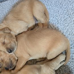 Aussiedoodle, Australian Shepherd, and Golden Retriever Puppies from Hope & Joy Acres