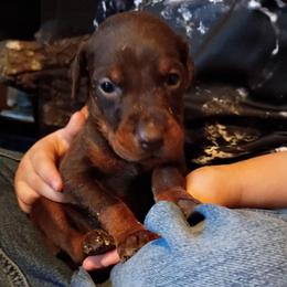 Maroon collar red girl - Red and rust female Doberman Pinscher puppy in Antioch, Tennessee from Aiba Doberman's