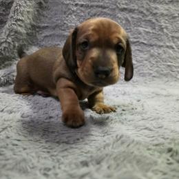 Han - Red male Dachshund puppy in Lady Lake, Florida from Sausage Squad Kennels