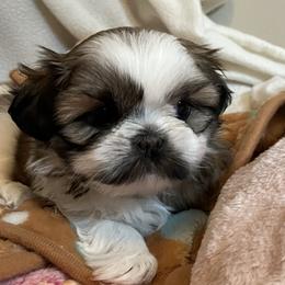 Girl three - Brindle and white female Shih Tzu puppy in Fountain, Florida from Simply Shih Tzu