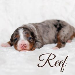 Reef - Merle male Bernedoodle puppy in Gilbert, Arizona from Safe Havynn Doodles