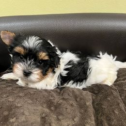 Bubbles - Black tan and white female Biewer Terrier puppy in Stockbridge, Georgia from Jenn’s Georgia Morkies and Biewer Terriers