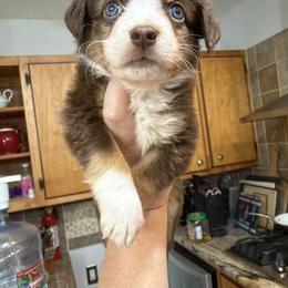 6 - Red tri female Miniature Australian Shepherd puppy in Cedar Creek, Texas from Rowdy Ranch Tx