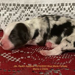 Girl 3 - Blue merle Miniature Australian Shepherd puppy in Freeport, Texas from J&L Ranch Aussies