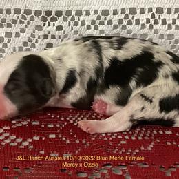 Girl 3 - Blue merle Miniature Australian Shepherd puppy in Freeport, Texas from J&L Ranch Aussies