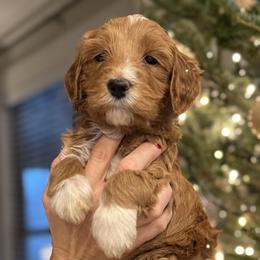Lime Green Collar - Apricot male Goldendoodle puppy in from Blue Ridge Goldens