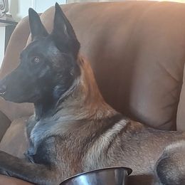 Belgian Malinois from Apex K9 Center LLC