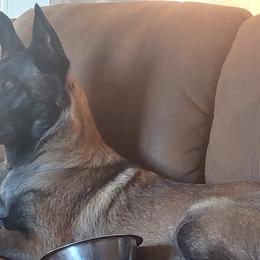 Belgian Malinois from Apex K9 Center LLC