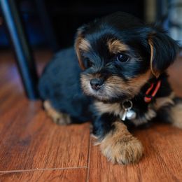 Yorkshire Terrier Puppies from Precious Puppies