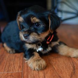 Yorkshire Terrier Puppies from Precious Puppies
