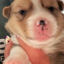 Reserved - Sable male American Corgi puppy in Pioneer, Michigan from Country Corners Corgis