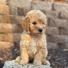 Red - Apricot male Goldendoodle puppy in San Diego, California from Serrano Pups
