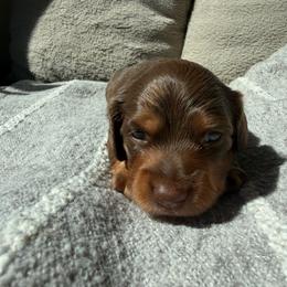 Leia - Chocolate and tan female Dachshund puppy in Rialto, California from DashiesDachLLC