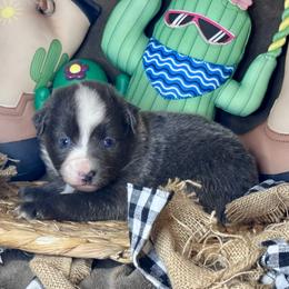 June - Black & white female Miniature Australian Shepherd puppy in California from Eagle River Aussies
