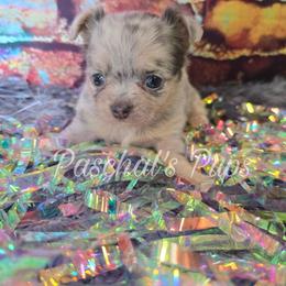 Dior - Merle female Chihuahua puppy in Bowdon, Georgia from Paschal's Pups