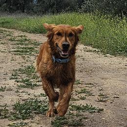 Golden Retrievers from Coppertown Retrievers