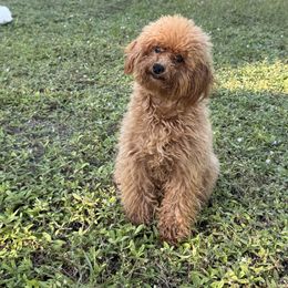 Sophie 6 pounds - Red  female Poodle puppy in Naples, Florida from Puppies Forever 💙❤️🐶