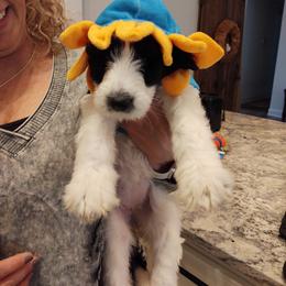 Goldendoodle, Golden Retriever, and Sheepadoodle Puppies from Guppy Puppies