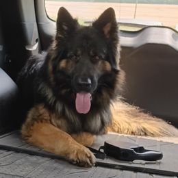 Blu - German Shepherd