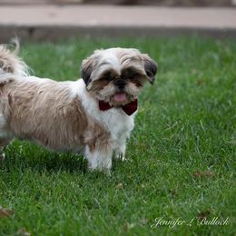 Shih Tzu Puppies from Willow Lane Shih Tzus
