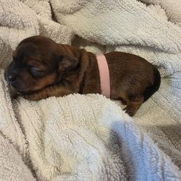 Baby girl pink - Black and white female Shorkie puppy in Chipley, Florida from Relentless Homestead