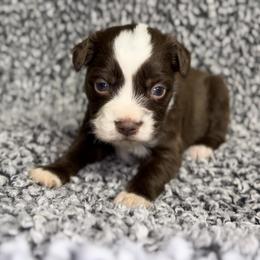 Peaches - Red tri female Miniature Australian Shepherd puppy in Michie, Tennessee from Acton Aussies