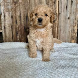 Stu - Red male Bernedoodle puppy in Savannah, Missouri from Rose Creek Mini Aussies and doodles