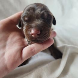 Hallow - Red and rust male Doberman Pinscher puppy in Robinson, Pennsylvania from Makkr Ridge Dobermans LLC