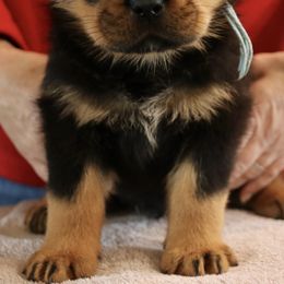 Rottweiler Puppies from Flusstal Rottweilers