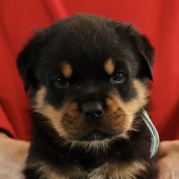 Rottweiler Puppies from Flusstal Rottweilers