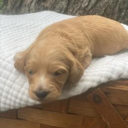 Huntrix - Cream female Dachshund puppy in Grove, Oklahoma from A&W Doxies