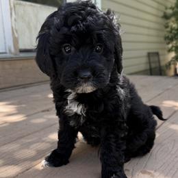 Ace - Black male Goldendoodle puppy in Clinton, Utah from Golden Law Kennels