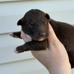 Orange Puppy - Red & white female Australian Shepherd puppy in Martville, New York from Jasmin Bartlett