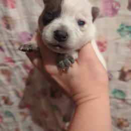 Hayes - Red speckled male Australian Cattle Dog puppy in Tulsa, Arkansas from Red Desert Australian Cattle Dogs