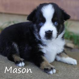Mason - Black tri male Toy Australian Shepherd puppy in Godley, Texas from Flying H Toy and Mini Aussies