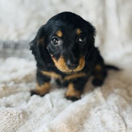 Aspen - Black and tan female Dachshund puppy in Holtwood, Pennsylvania from Holly Hill Dachshunds