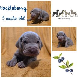 Huckleberry - Silver gray male Weimaraner puppy in Ferrum, Virginia from LAAT Weims