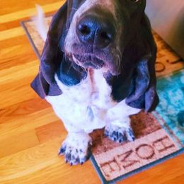 Bubbles - Basset Hound