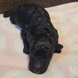 Chyna (AKC) - Black female Poodle puppy in Rainbow City, Alabama from Spinks Poodles