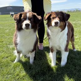 Miniature American Shepherd and Miniature Australian Shepherd All Grown Up from ShawnMarie Davis