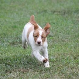 Brittany Puppies from Tail'Z End Kennels